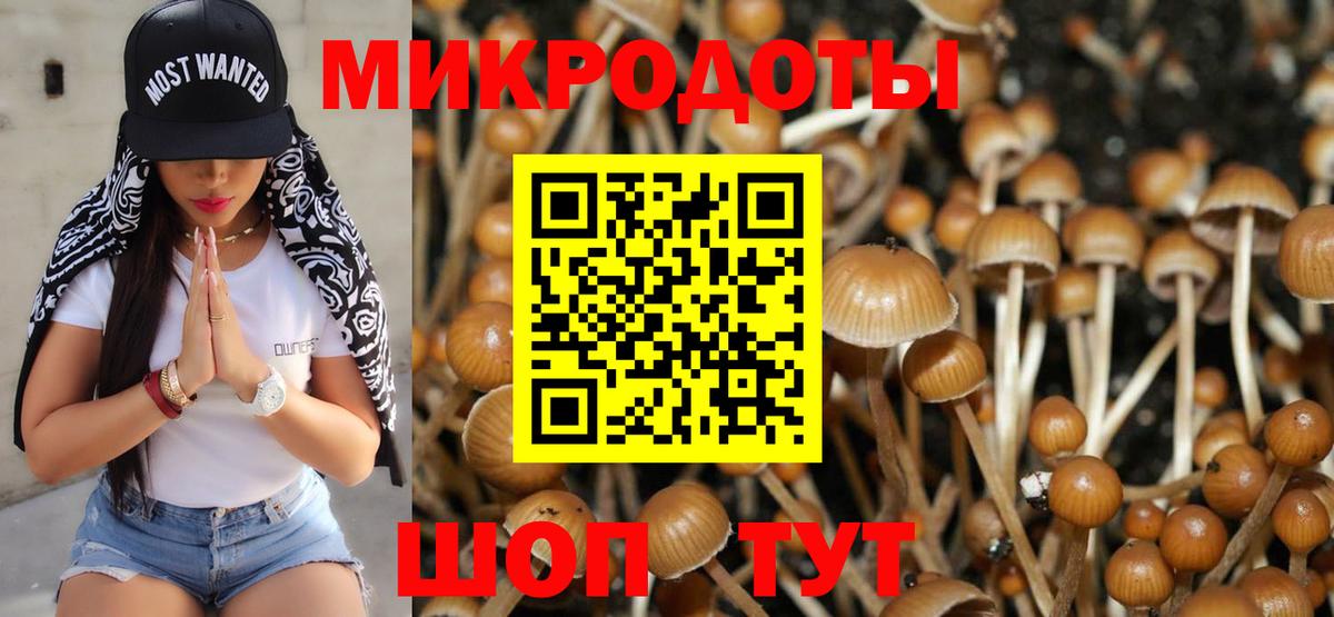 Псилоцибиновые грибы Psilocybe Скопин